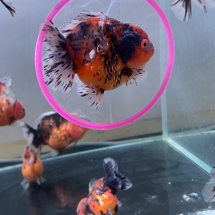 海水鱼精品泰狮系列