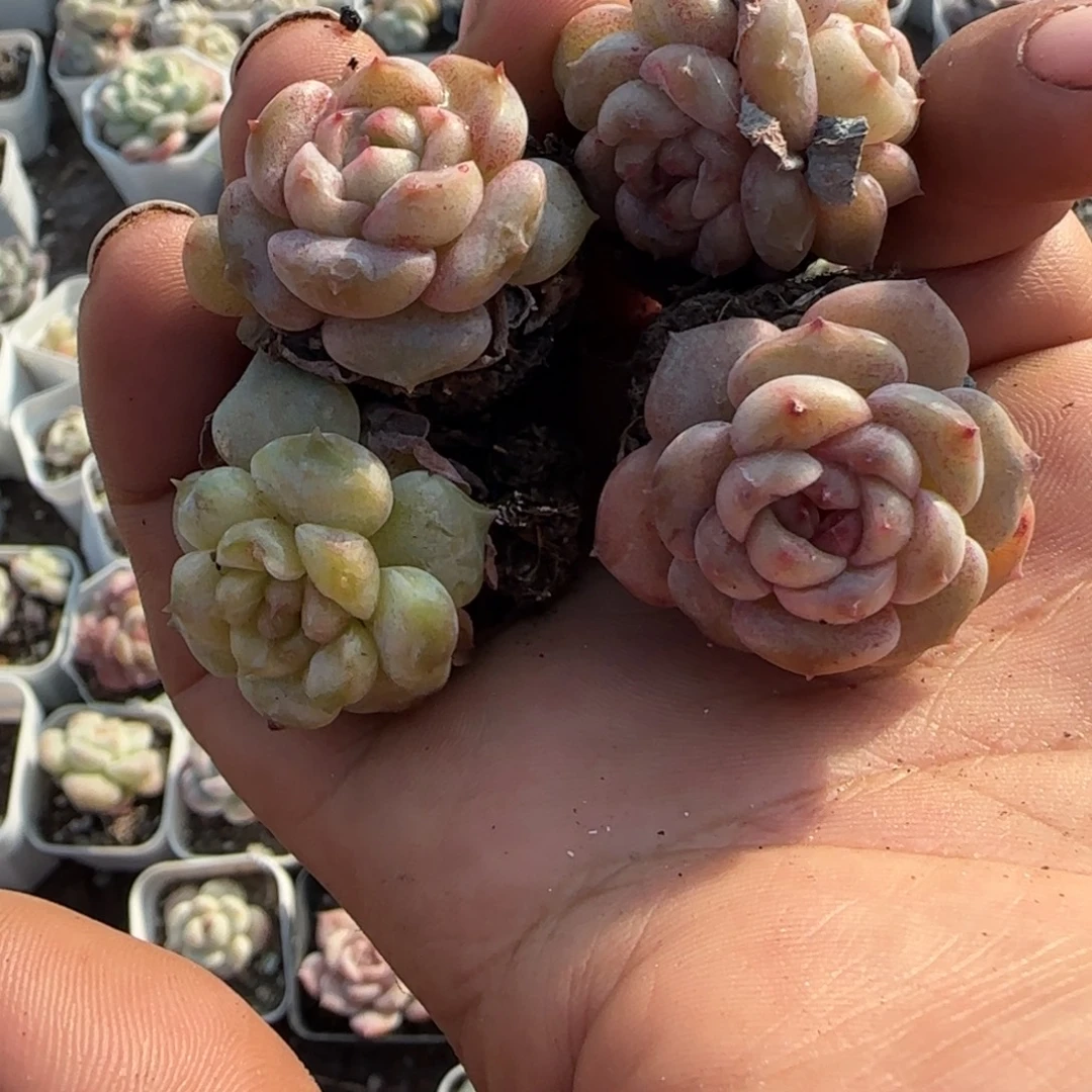 多肉小卡拉米糖心一物一拍