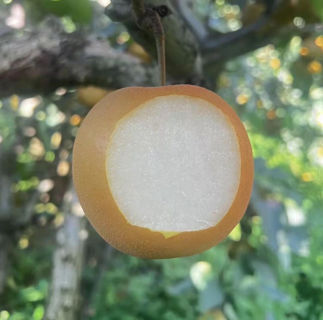 湖北利川南坪高山正宗秋月梨脆甜多汁水份充足当季新鲜水果