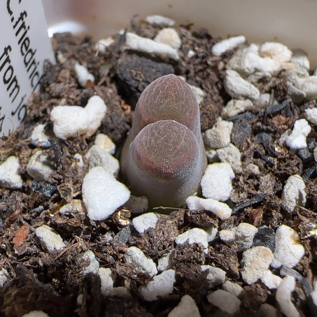 肉锥多肉植物组合-10km风铃968