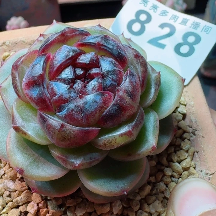 幽灵公主         精控精养多肉植物