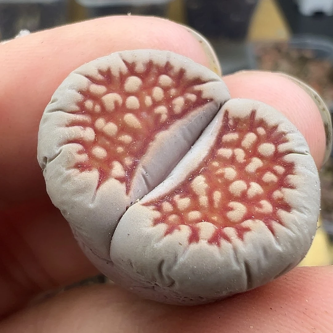 4488菊化石有点干福利