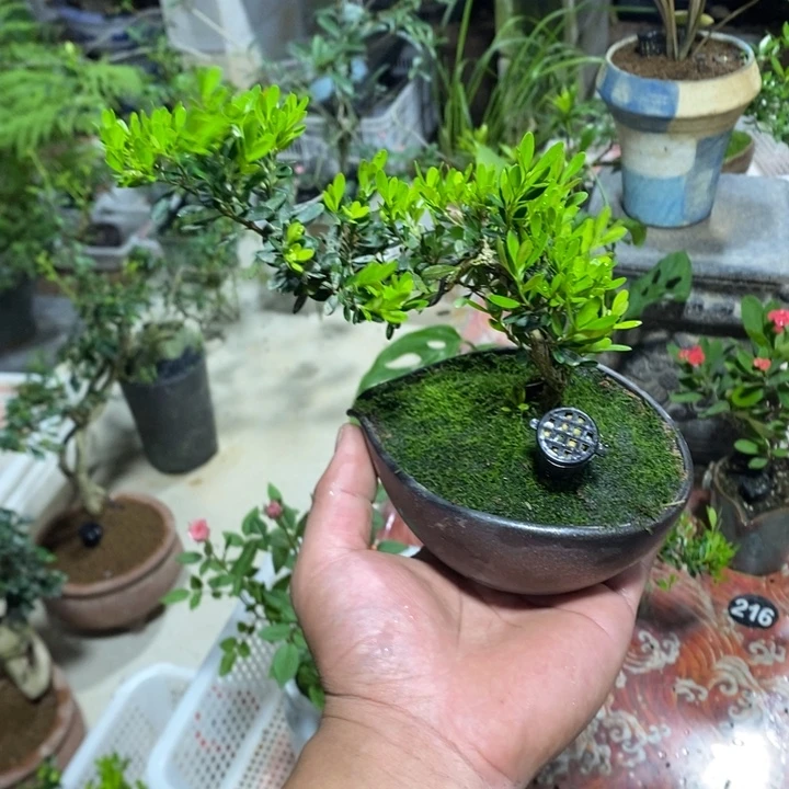 笋***糖完全开放一物一拍一物一拍125