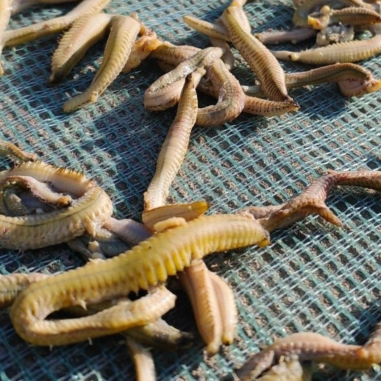 珠海斗门特产 足干淡禾虫干 沙蚕  流蜞 禾虫 50g/100g/250g/500g