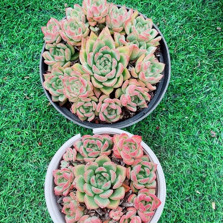 杂交手捧2颗带土球发