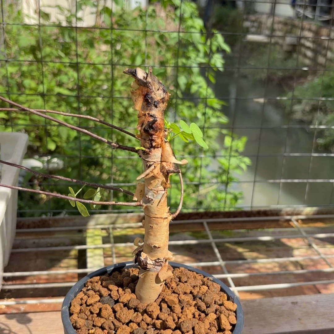 卡塔夫高压有根寄养半个月