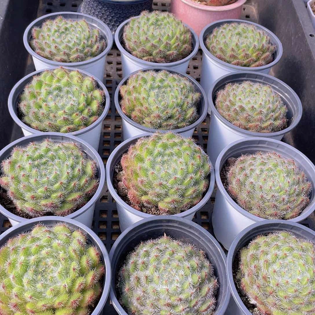 量拍114号 黄晶果单头一个