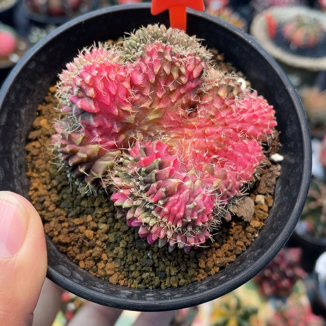 1-70米哈锦缀化6.3厘米