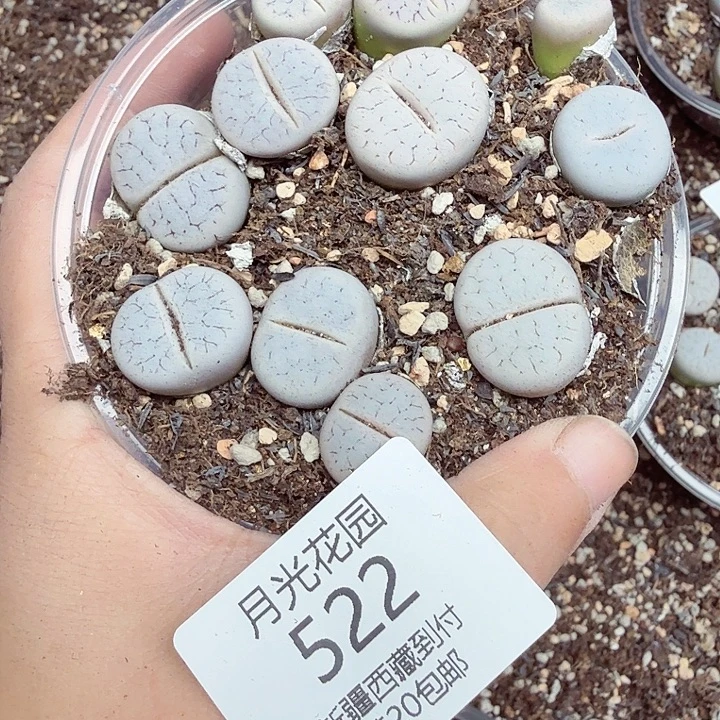 这个点吃的啥也522你