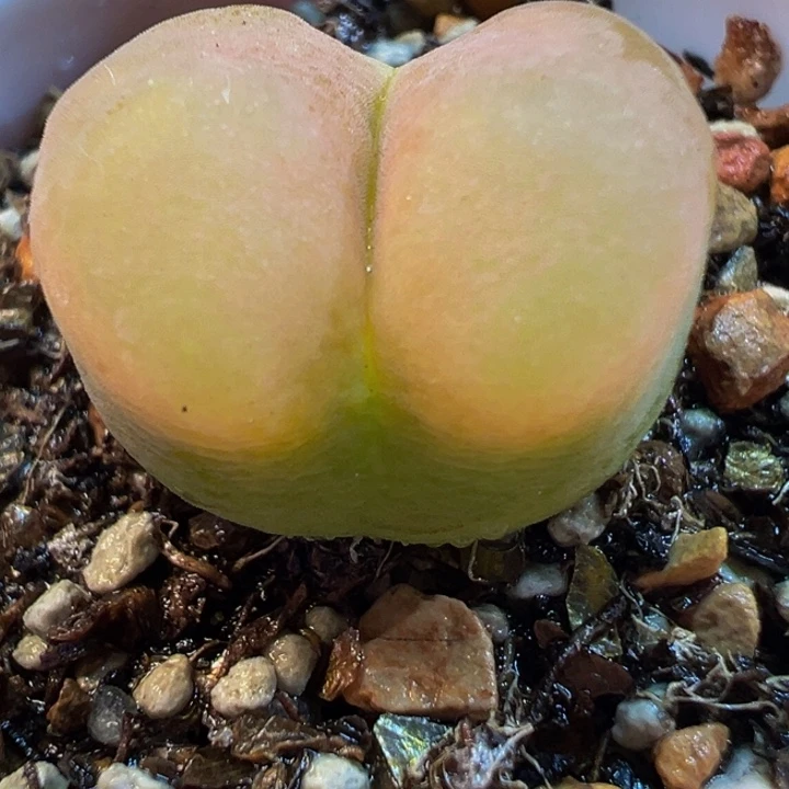 荔枝毛多肉植物带盆
