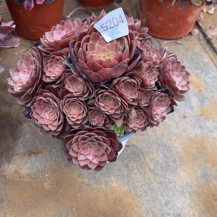 桃花石多肉处理不包断头5204