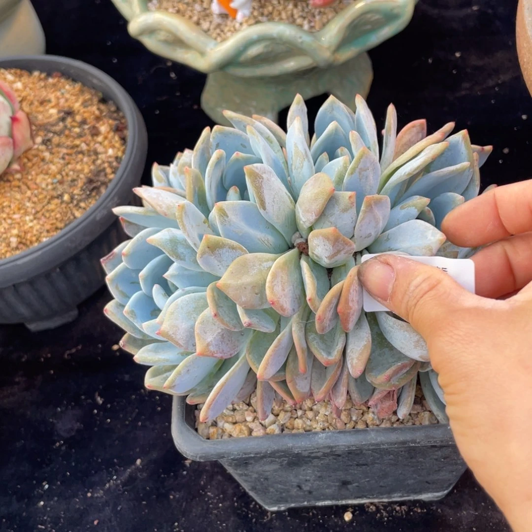 红****鱼456橙子朵缀化多肉植物