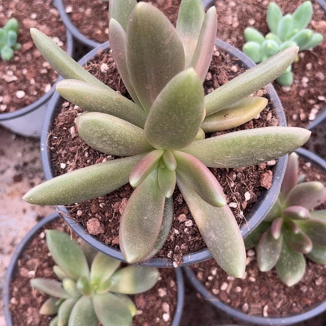 八爪鱼多肉植物链接