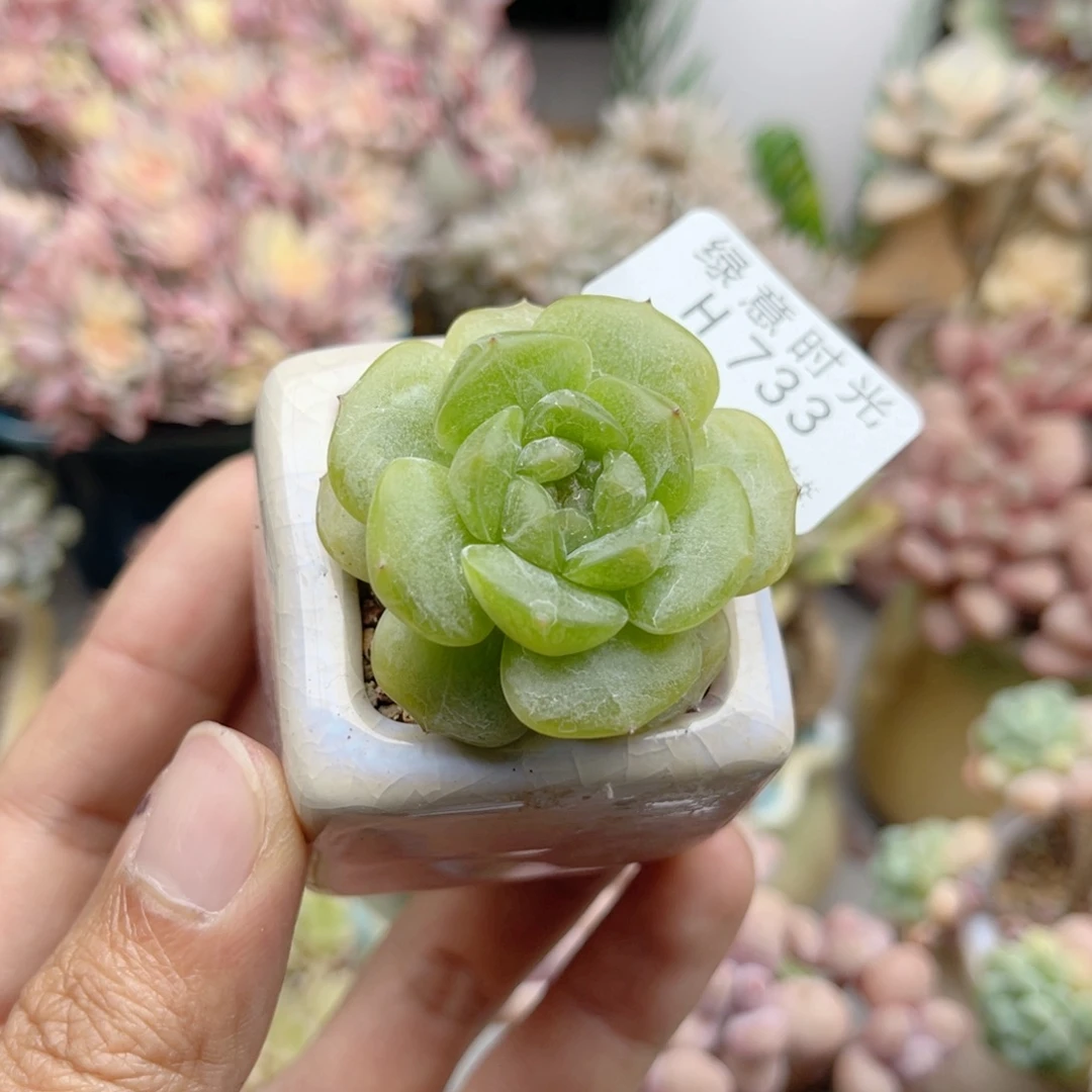 733 彩色恋人 带陶瓷盆发货 满28包邮