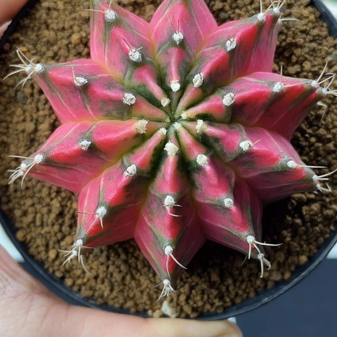 001实生 大规格米哈锦