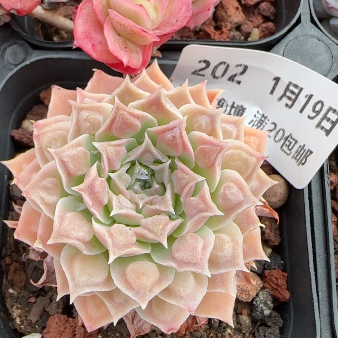 花语逸镜0119-202弥漫