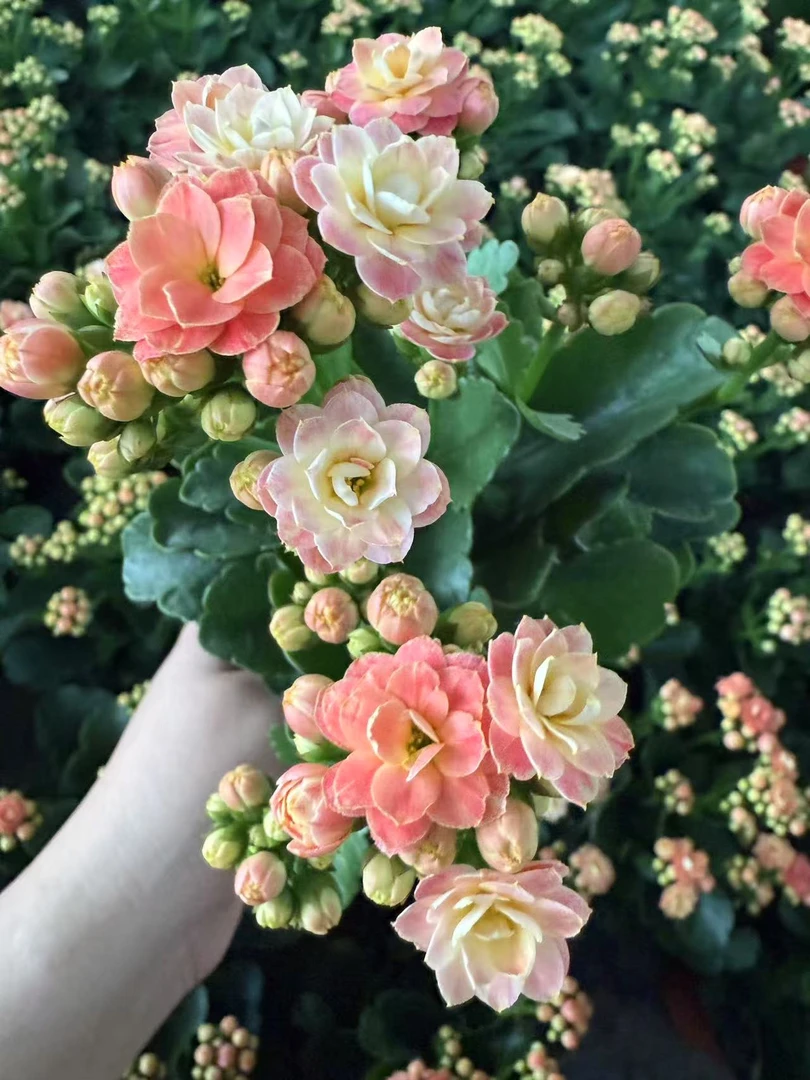 橘染~稀有品种长寿花