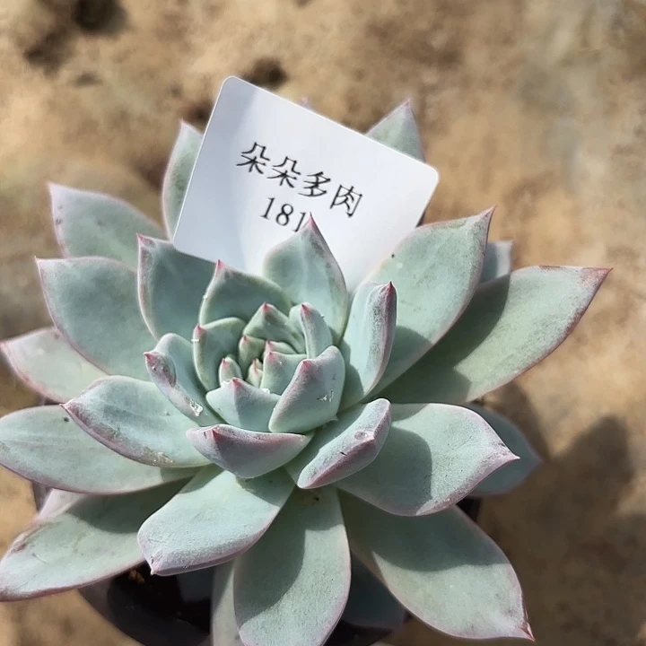 闪吼181呀呀雨呜呜呜呜