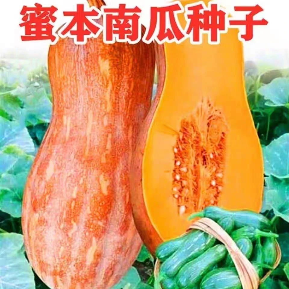 甜栗蜜本南瓜早熟蜜本南瓜种子超甜粉面高产春秋四季密本南瓜种籽