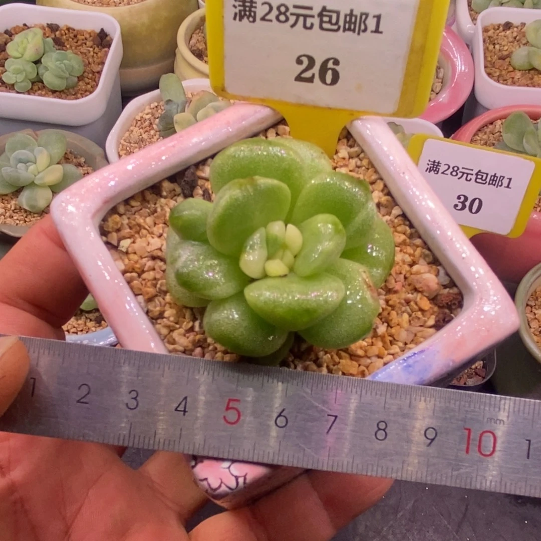 126老桩冰玉锦多肉…………