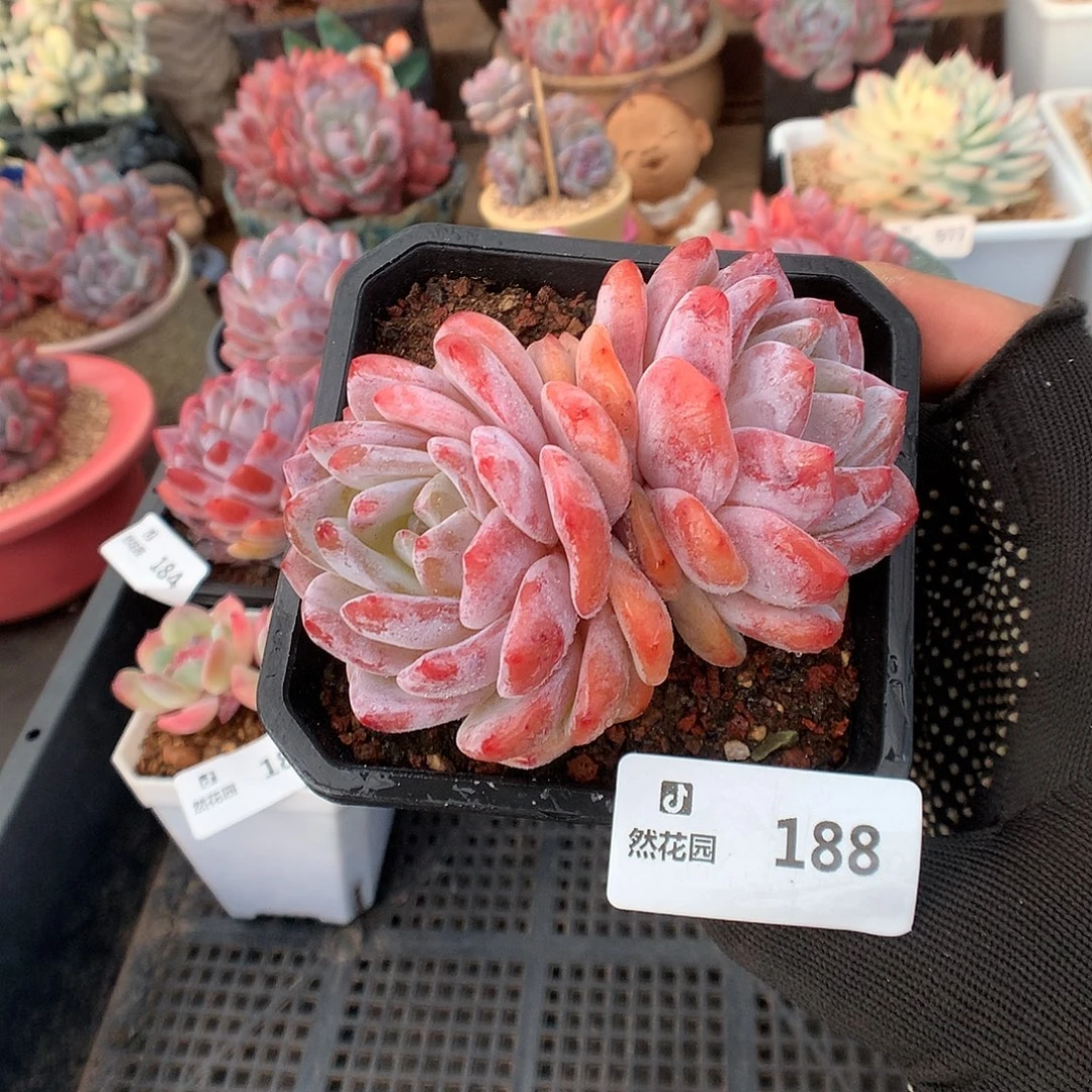 188雪天使多肉植物6666
