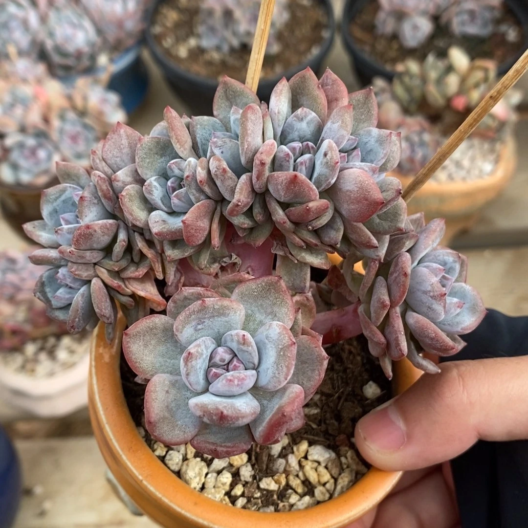 十头绿底紫心小树朵朵 潜力股