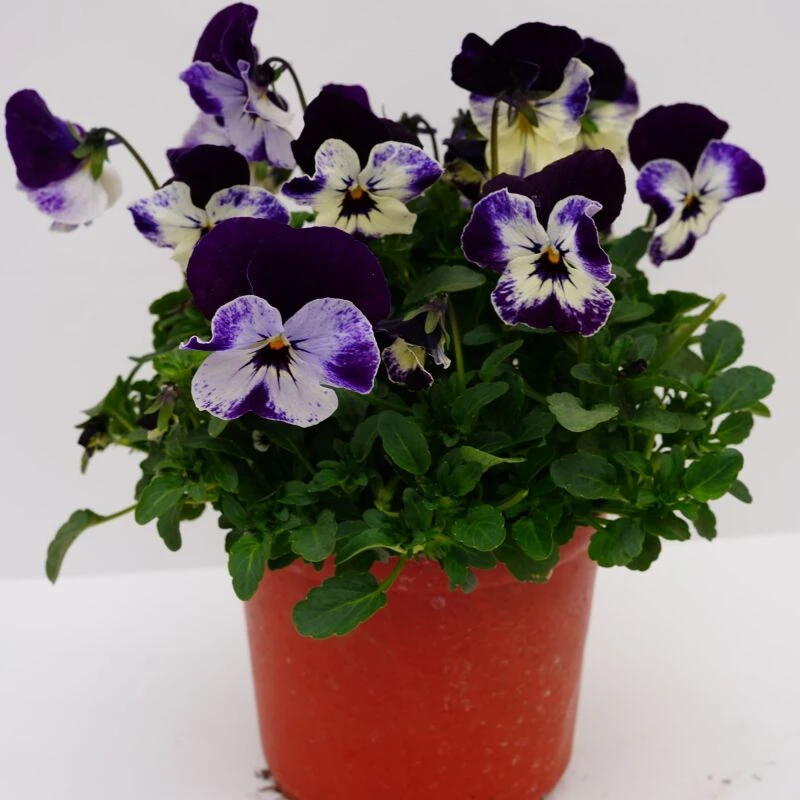 平瓣角堇3盆6盆组合