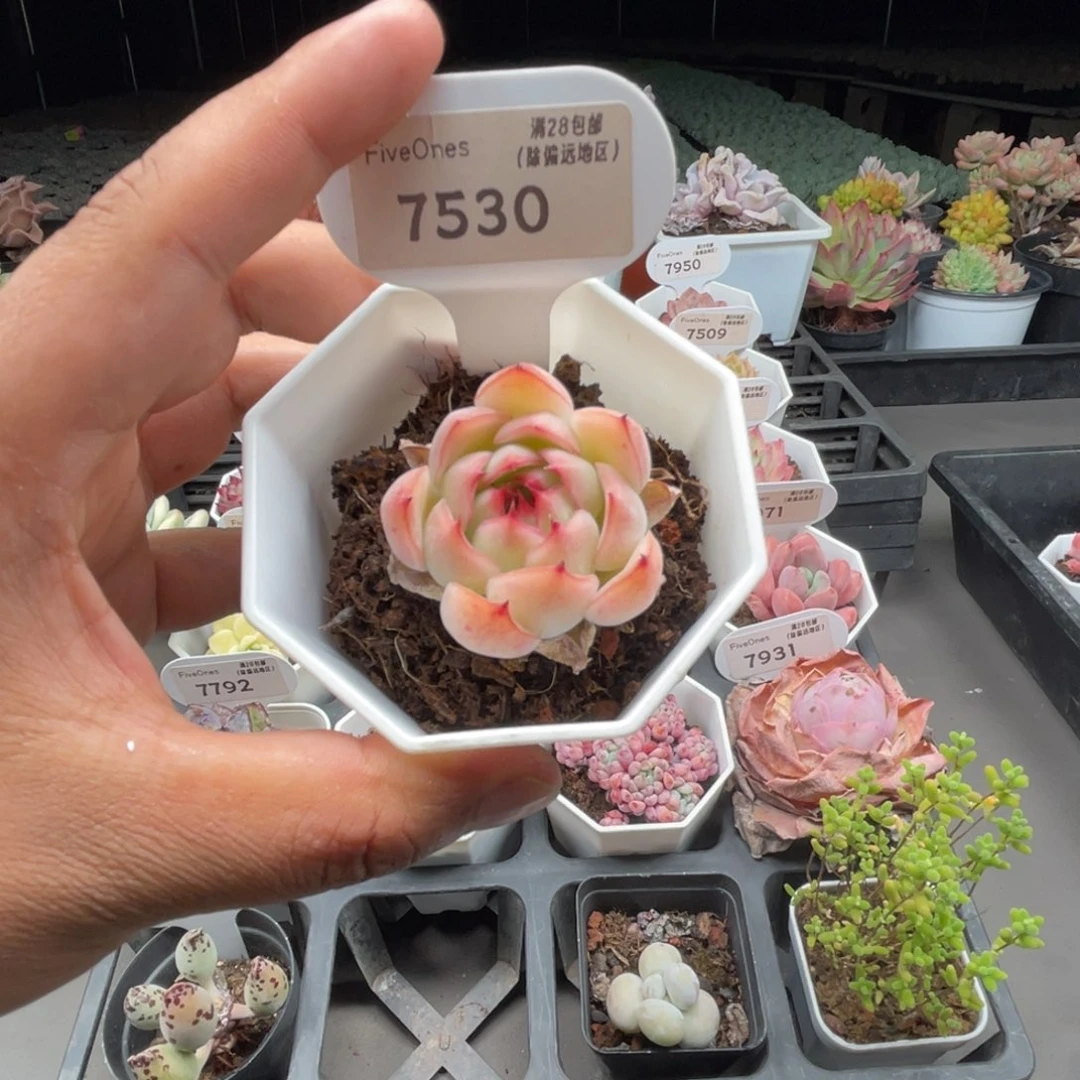 7530勾魂仙子4.5厘米
