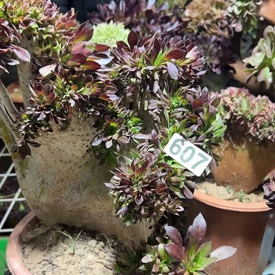 小***强多肉植物一个微瑕607