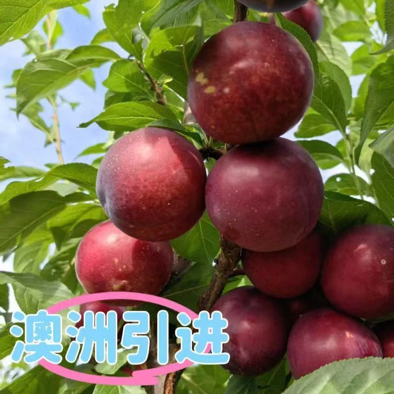 澳洲红红心李子新鲜应季水果现摘现发新鲜当季水果