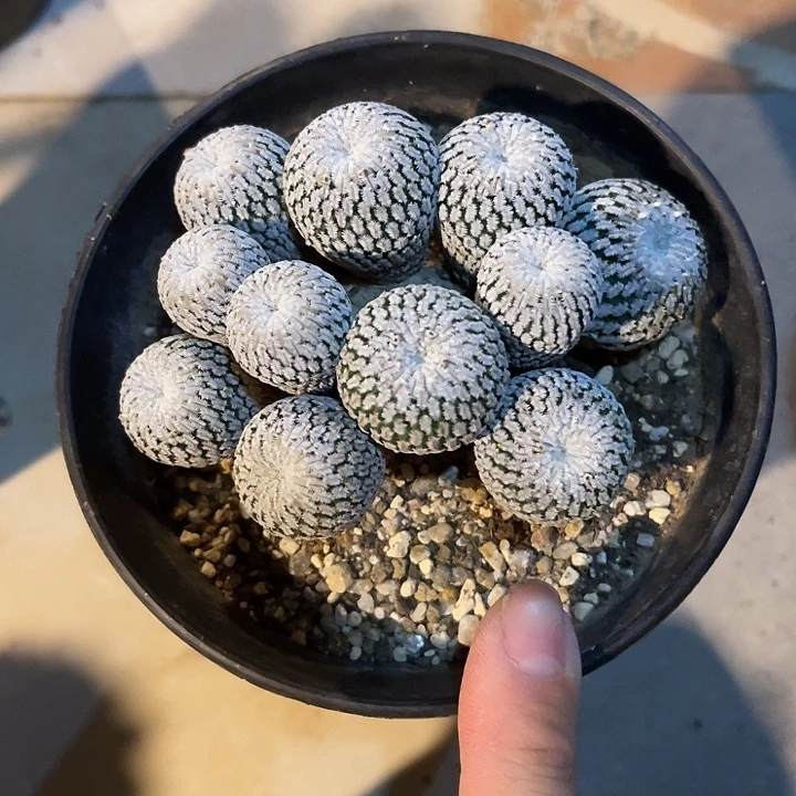 无花朵精巧殿仙人球大群