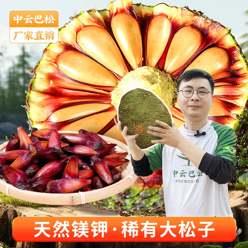 巴拉那松松子 拇指大松子 松子有拇指大  送人送礼 高端坚果零食