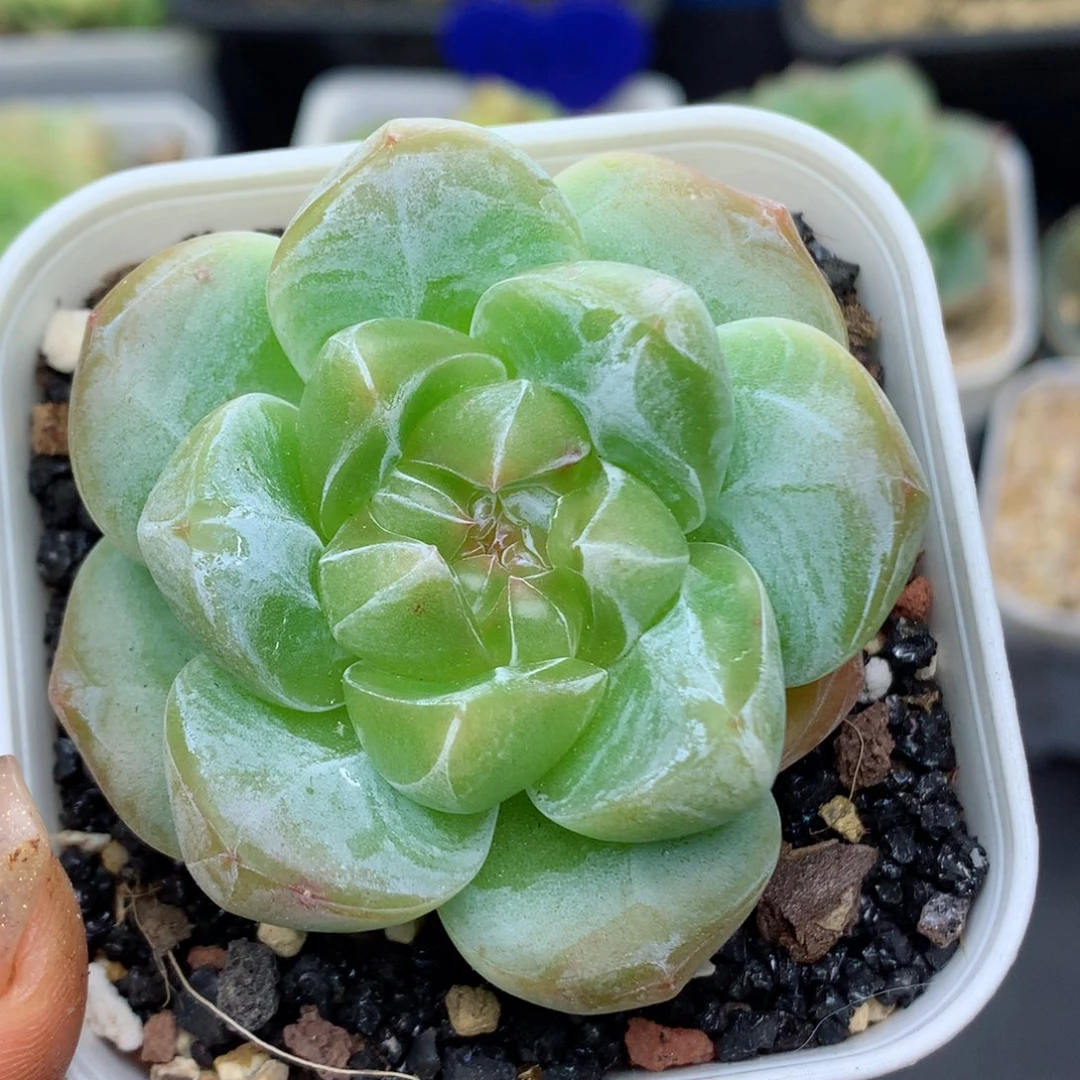 58包邮  群生不包整糖心33
