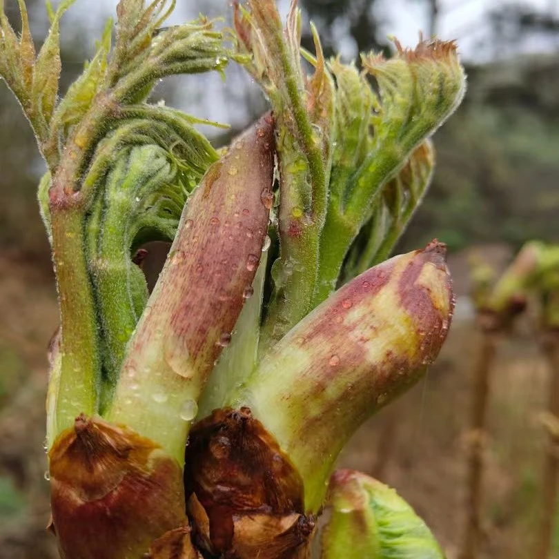 刺龙芽菜种子刺龙芽苞四季播种阳台盆栽小院种植简单高产野菜籽