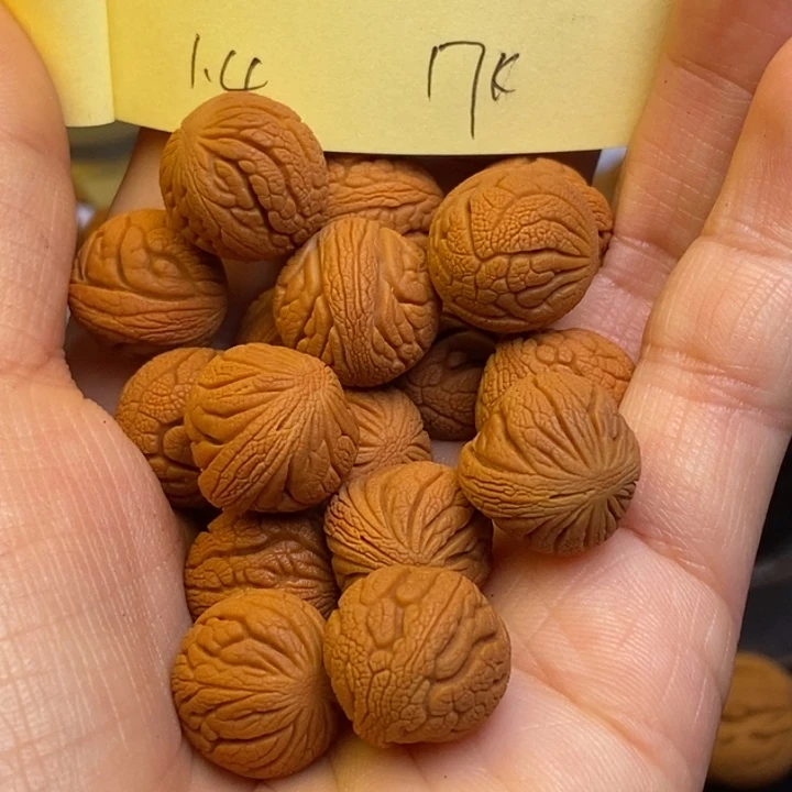 吊坠桃核秦岭龙纹桃核14尺寸