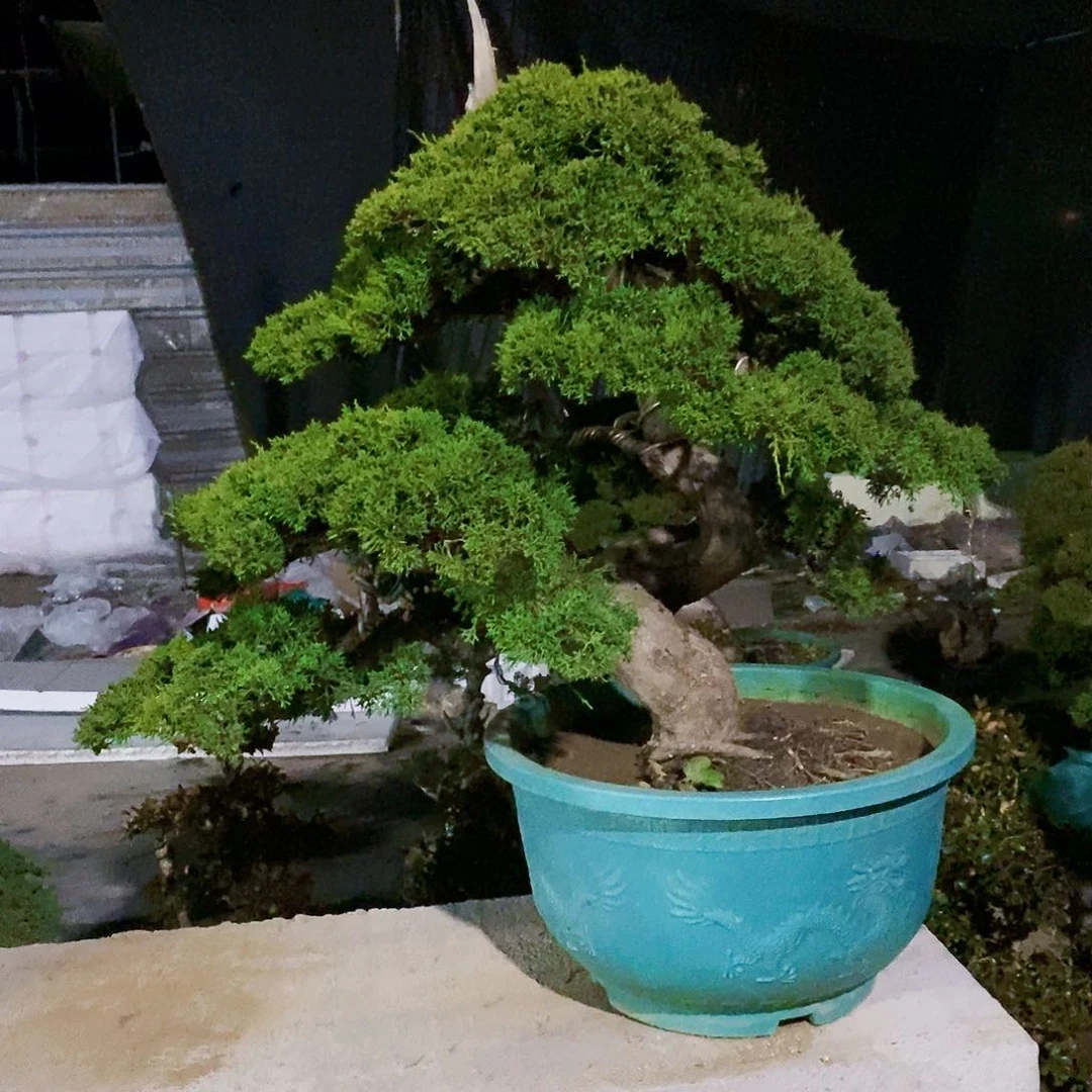 【闪购商品】无花朵感**心