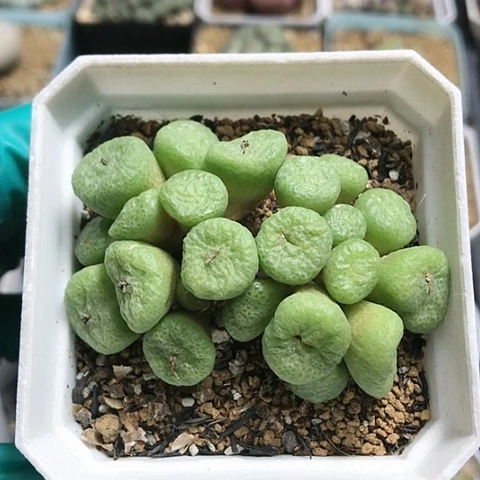 多肉肉锥 22头青团