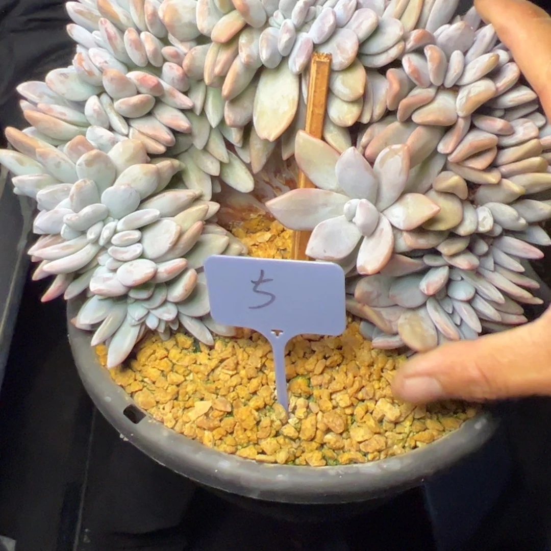 米****5号粉兔缀多肉植物49.9