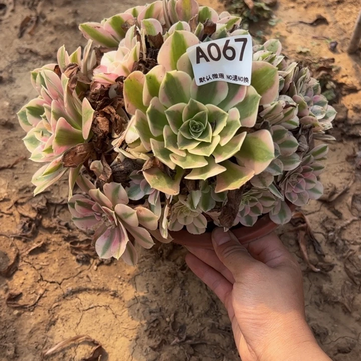粉女巫多肉植物067.微瑕