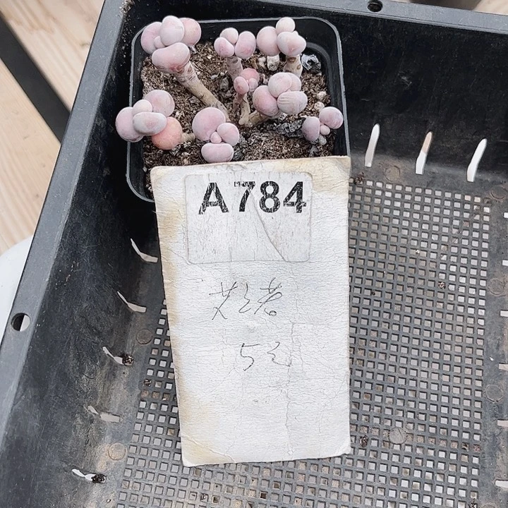 小*子784密密麻麻买买买