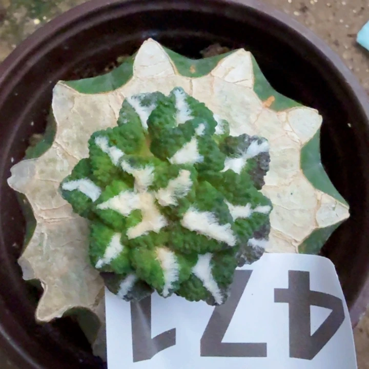 小***胖无花朵471日系大尤黑牡丹东三