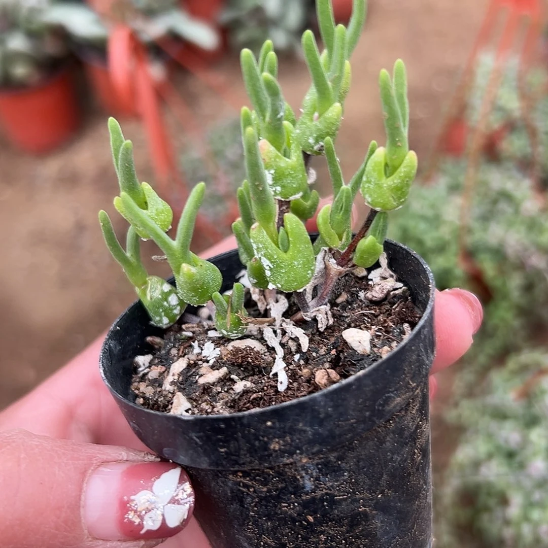 多肉植物冰糕枝干