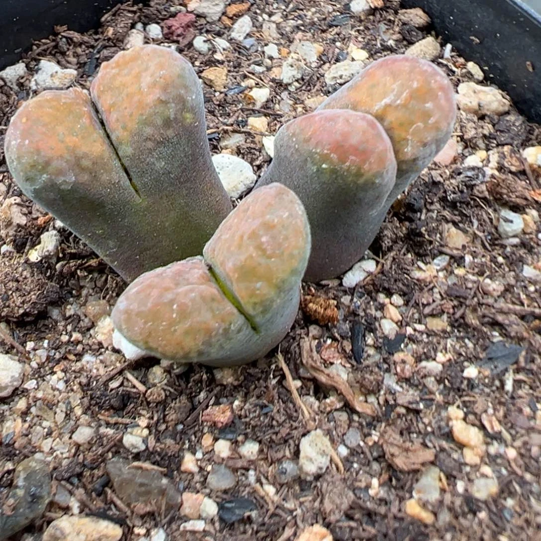 9.7好看的多肉脱土发货952