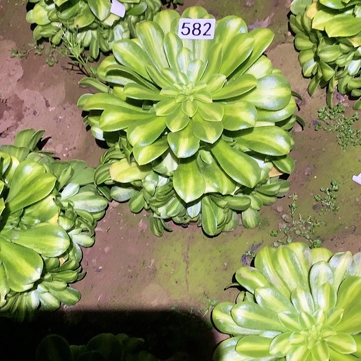 多肉植物法师582翡翠琉璃