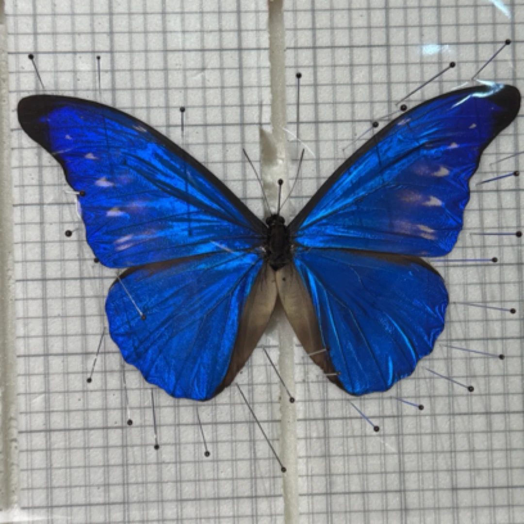 「卡西美」标本带相框成品艺术品复古情侣生日礼物展示框