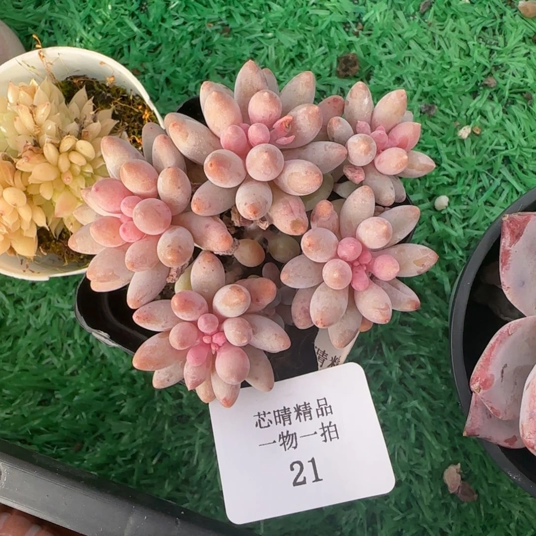 S****.闪购精品多肉21号