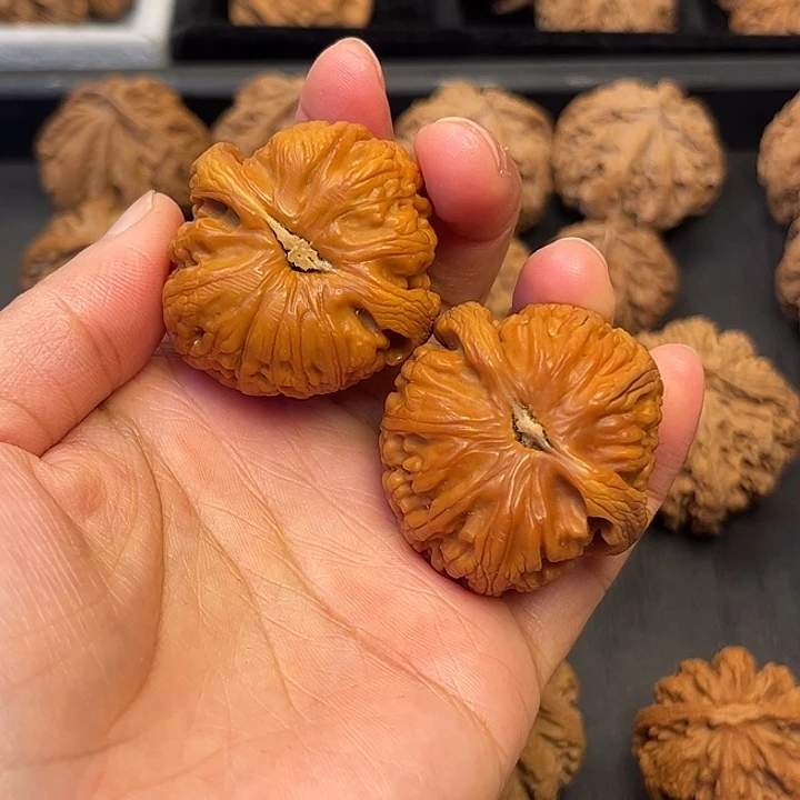 核桃秦岭突突突突突突突突突26