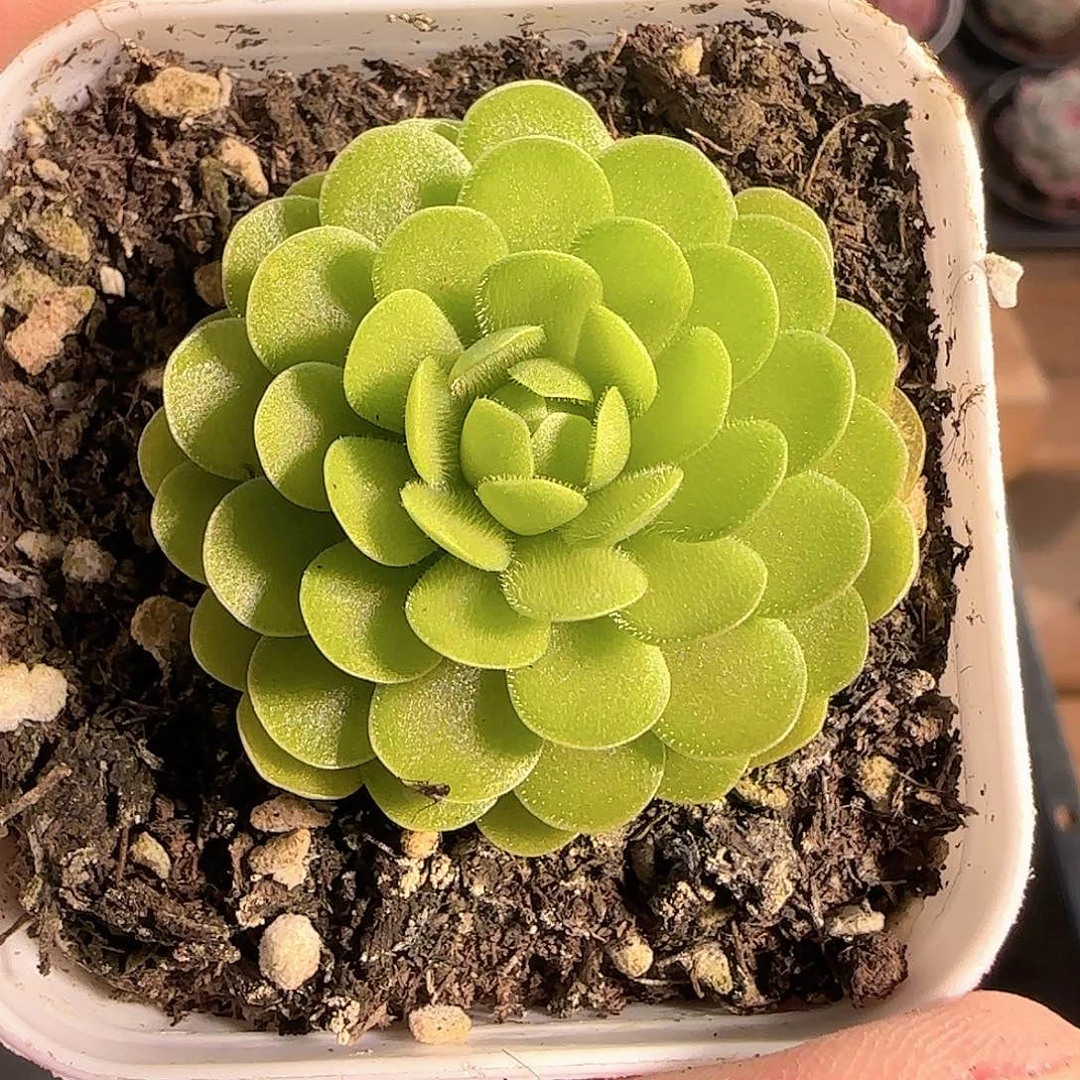 多肉1209-154捕虫堇