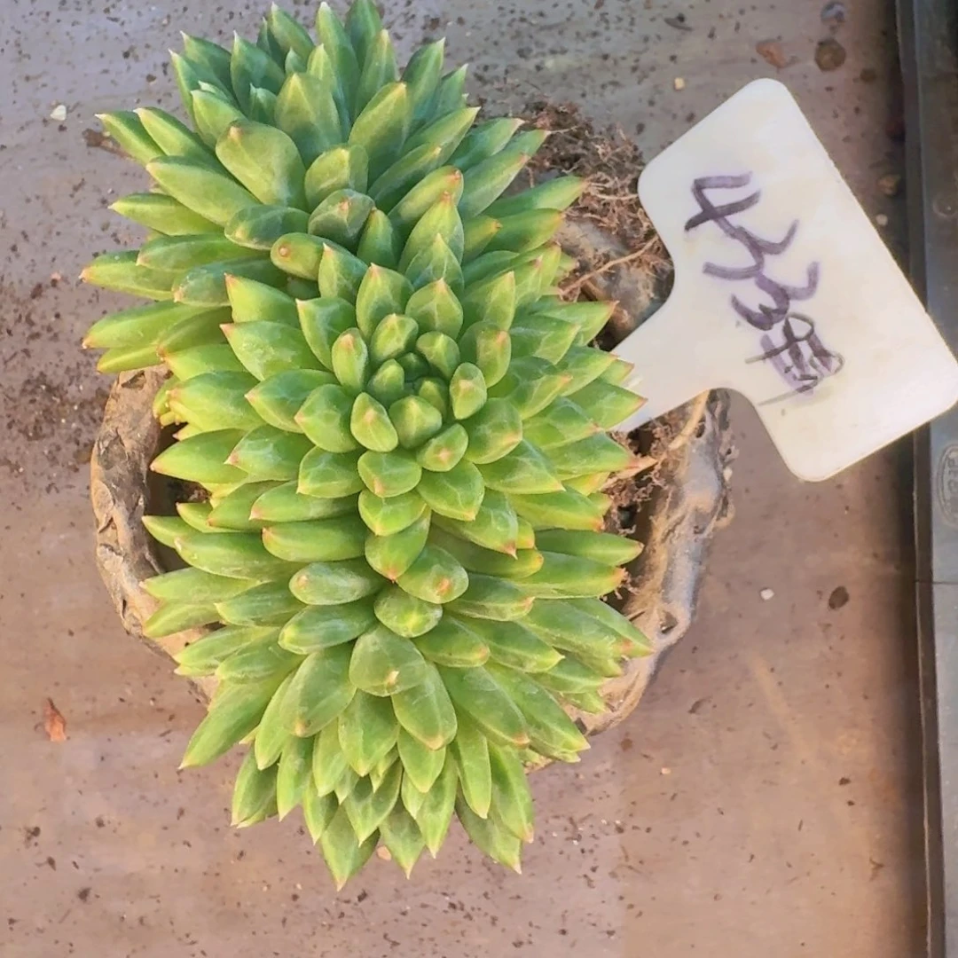 多肉植物和植物等植物为