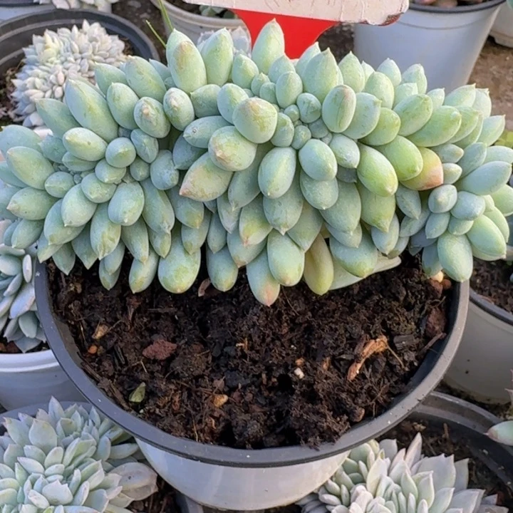 七彩奶糖缀化642多肉植物一物一拍